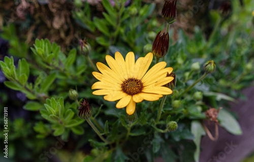 yellow flower in the garden