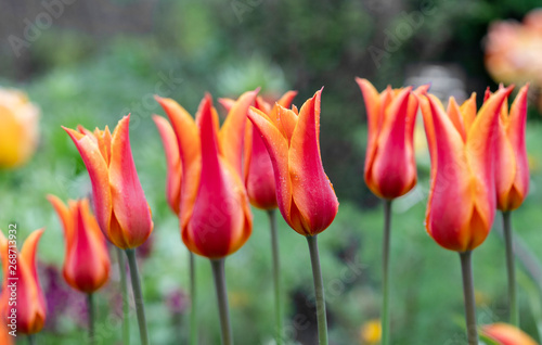 red orange tulip