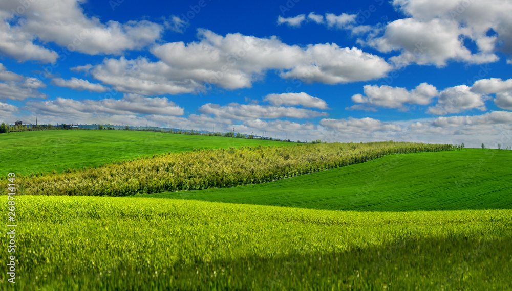 Small trees that grow in plantations on green hills Small trees that grow in plantations on green hills
