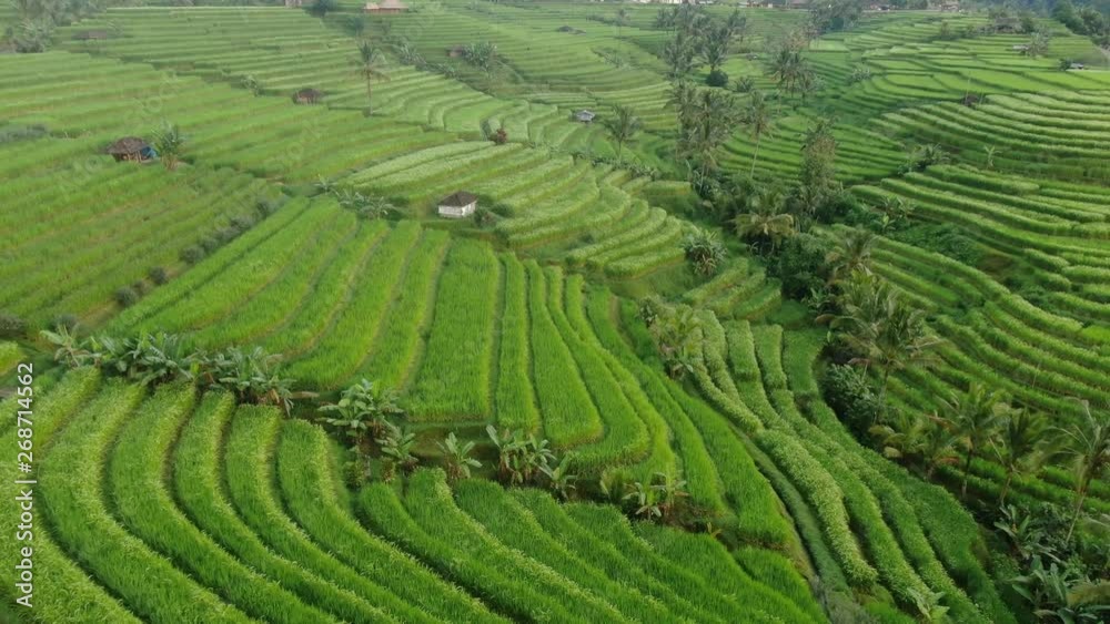 Rice fields in Bali Rice fields in Bali