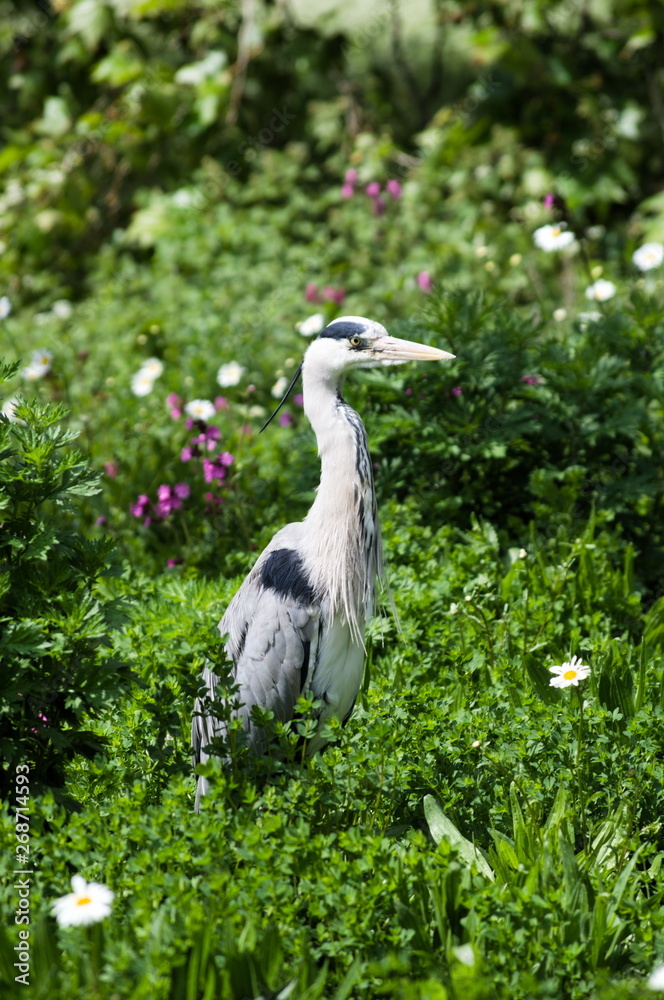 Fototapeta premium A great blue heron in the park