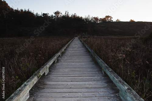 wooden path through a marsh