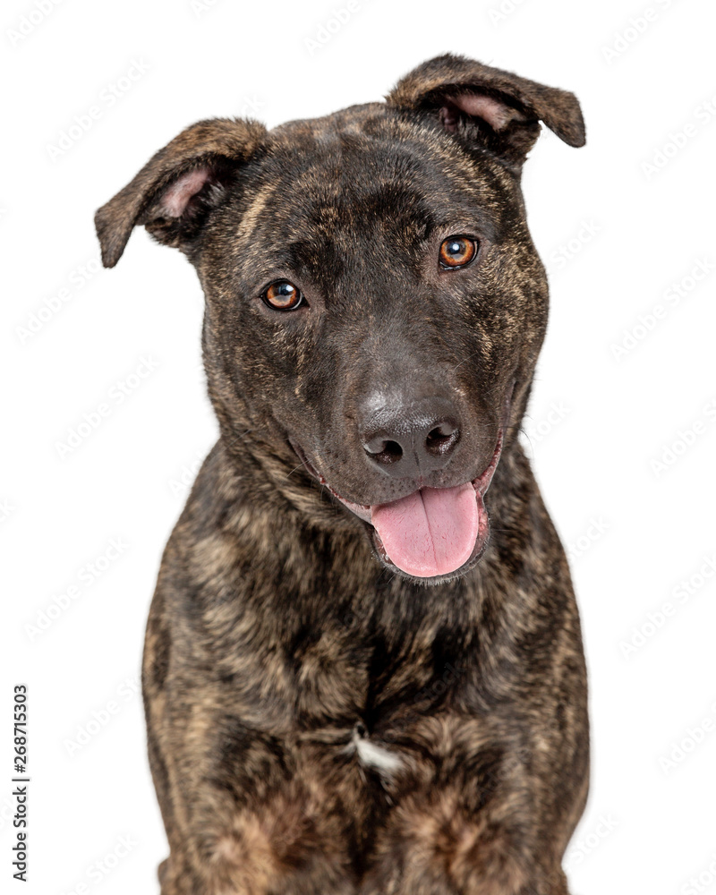 Brindle Pit Bull Crossbreed Dog Happy Smiling