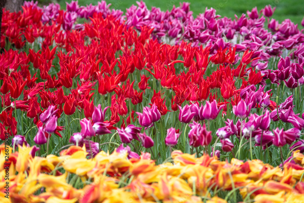 Bright and colorful flowers tulips on the background of spring landscape. Buds of tulips with fresh green leaves in soft lights at blur background with place for your text. Holland tulip bloom. Bright and colorful flowers tulips on the background of spring landscape. Buds of tulips with fresh green leaves in soft lights at blur background with place for your text. Holland tulip bloom.