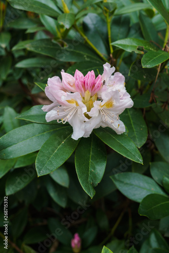 A budding flower of pink rhododendron flower in a city park.