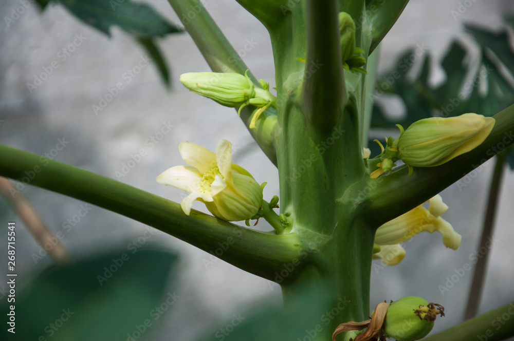 Obraz premium Papaya Flowers