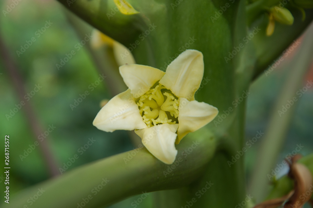 Fototapeta premium Papaya Flowers