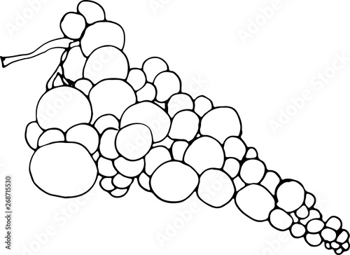 bunch grapes hand drawn sketch doodle