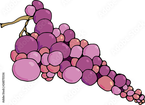 bunch grapes hand drawn sketch doodle