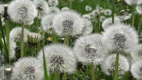 Dandelions heads and flying seed gently shaken by wind.