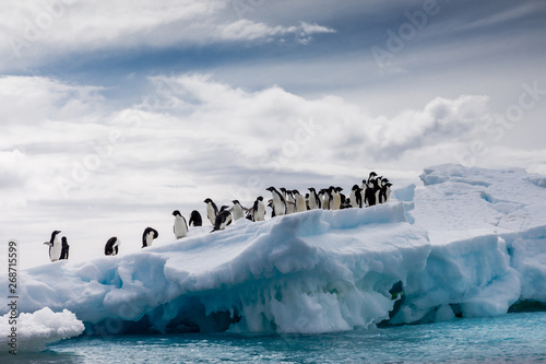 Adelie-Pinguine/ Adélie penguin