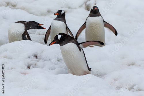 Eselspinguin Gentoo penguin