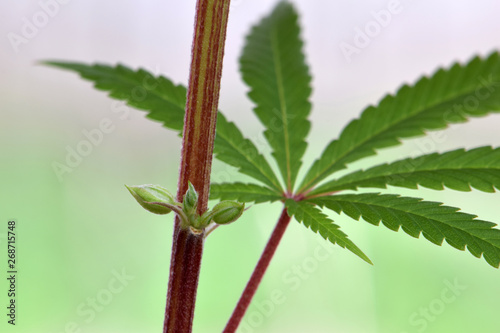 Εκτύπωση καμβά Male Cannabis Stamen 02