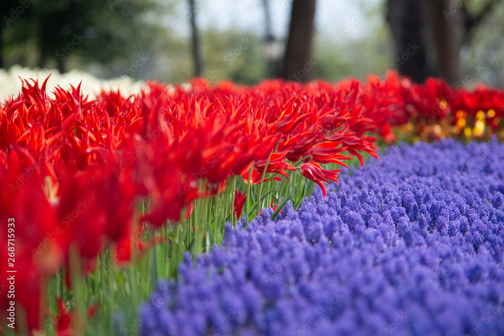 Bright and colorful flowers tulips on the background of spring landscape. Buds of tulips with fresh green leaves in soft lights at blur background with place for your text. Holland tulip bloom. Bright and colorful flowers tulips on the background of spring landscape. Buds of tulips with fresh green leaves in soft lights at blur background with place for your text. Holland tulip bloom.