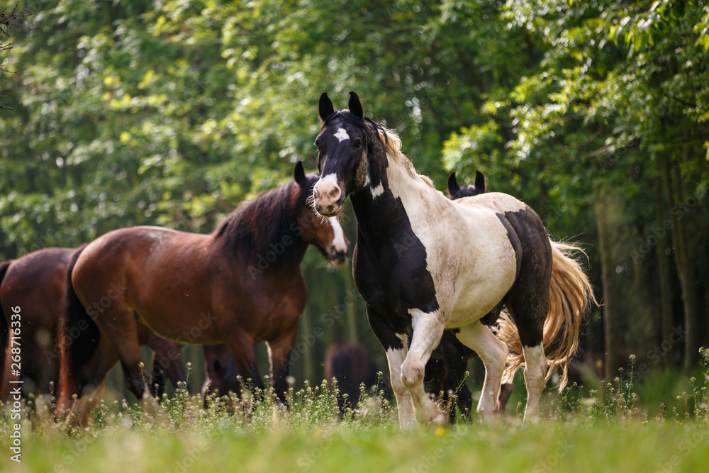 Fototapeta premium Pferde im Wald