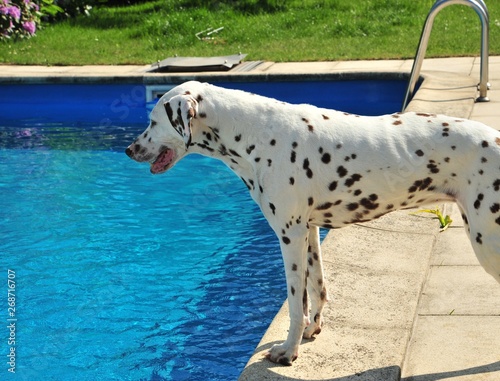 Dalmation is looking in the pool