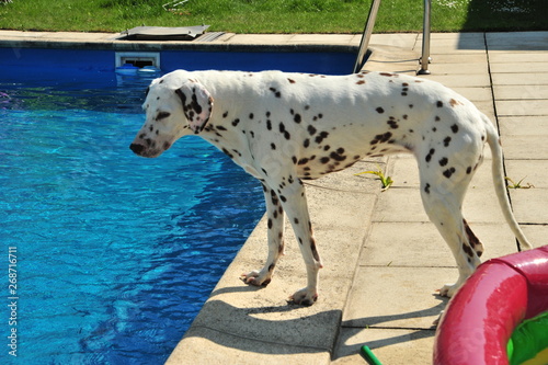 Dalmation is looking in the pool