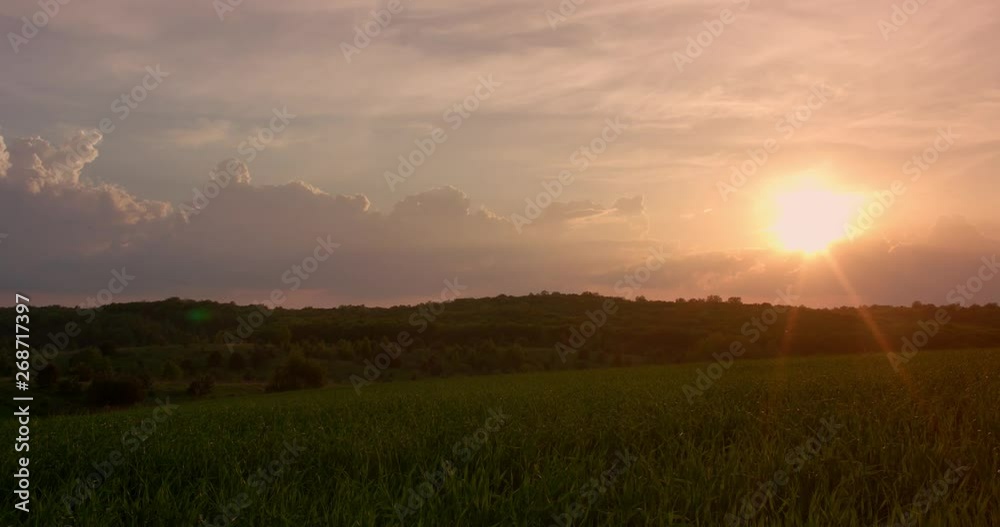 Wheat Field Landscape on Background Summer Sun. Green Meadow Summer