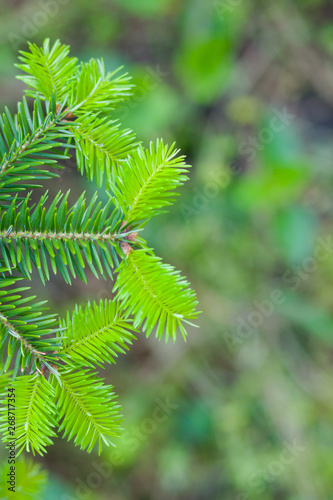 Branches of evergreen tree in spring. Fresh green fir branches. New branches of coniferous tree. New life