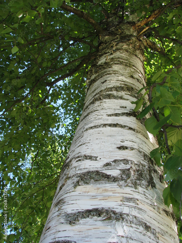 Fototapeta premium birch