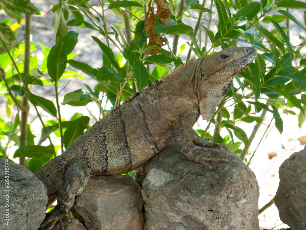 Fototapeta premium Tolok Maya