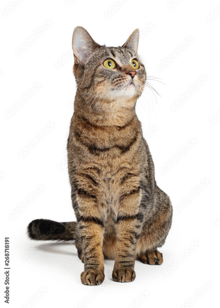Brown Tabby Cat Sitting Looking Up