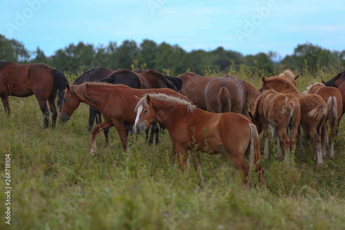 herd of horses on a pasture © Daria