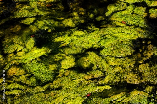 green moss on water