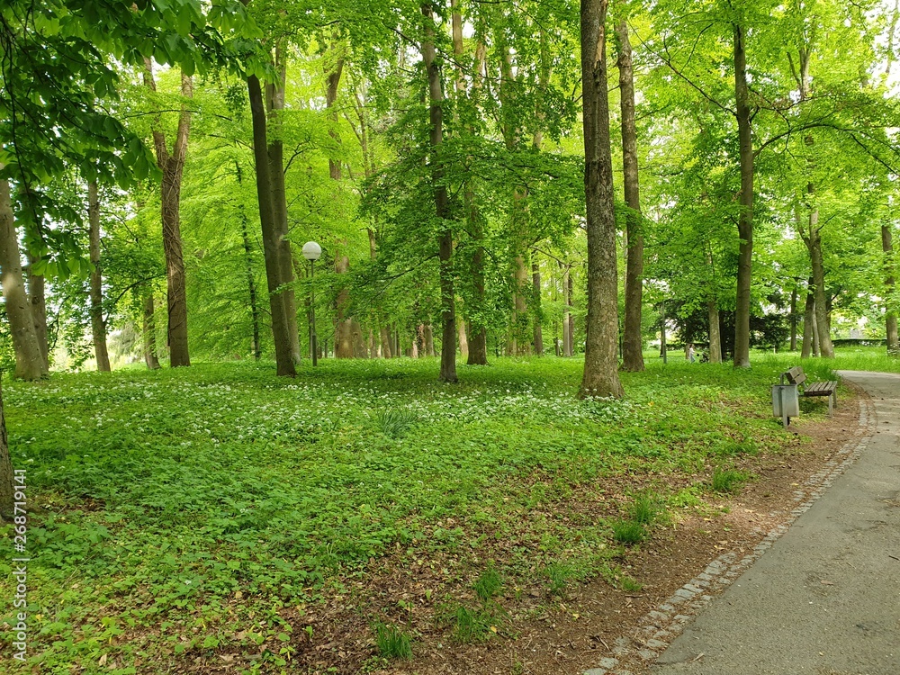 Fototapeta premium footpath in the park