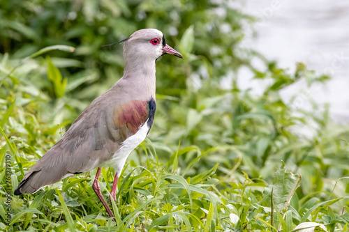 green grass, red eyes 7 photo