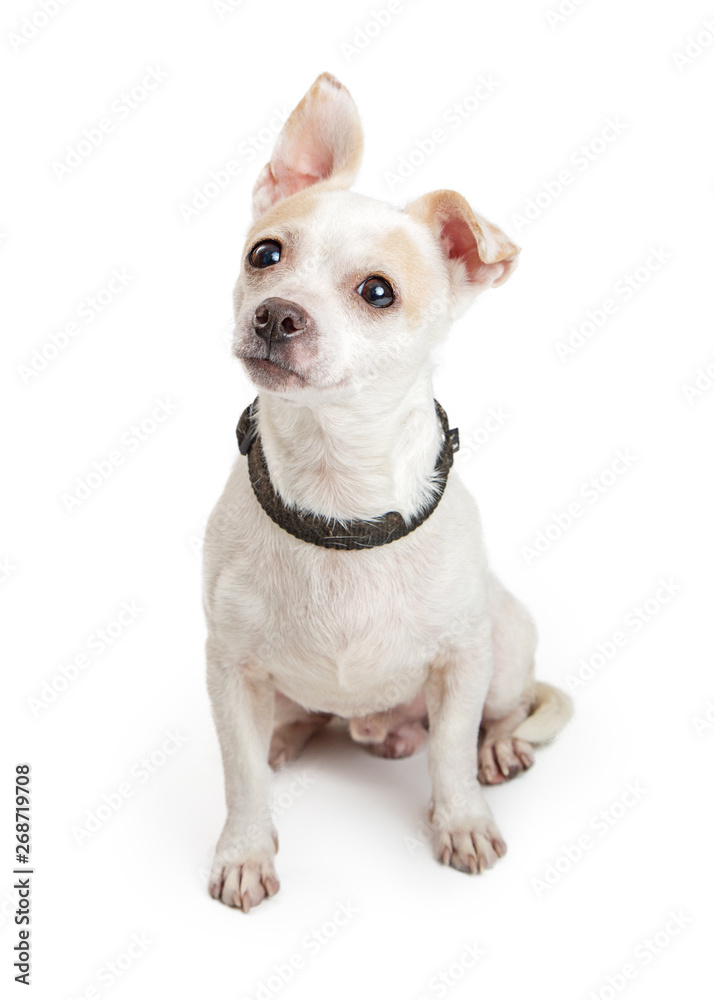 Cute Curious Small Breed White Dog