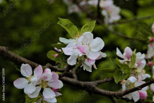 white-pink flowers on brown branch with green leafs