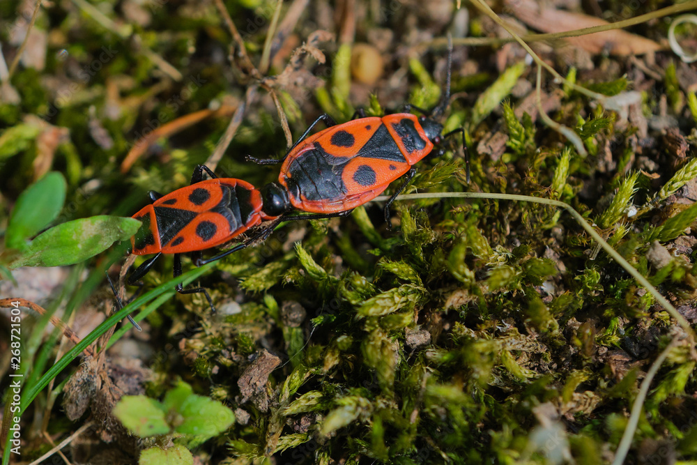 Firebugs mating close up or macro. Two firebugs connected together, Pyrrhocoris apterus