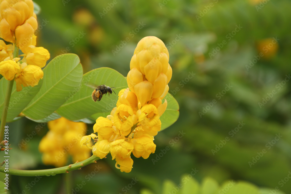 Abeja y flor Abeja y flor