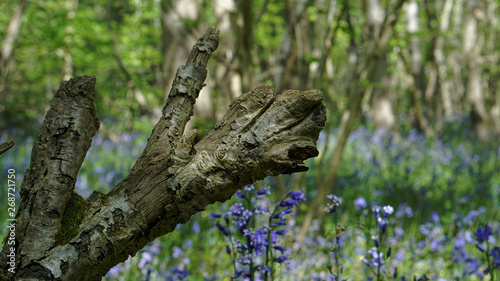 Bluebell Wood