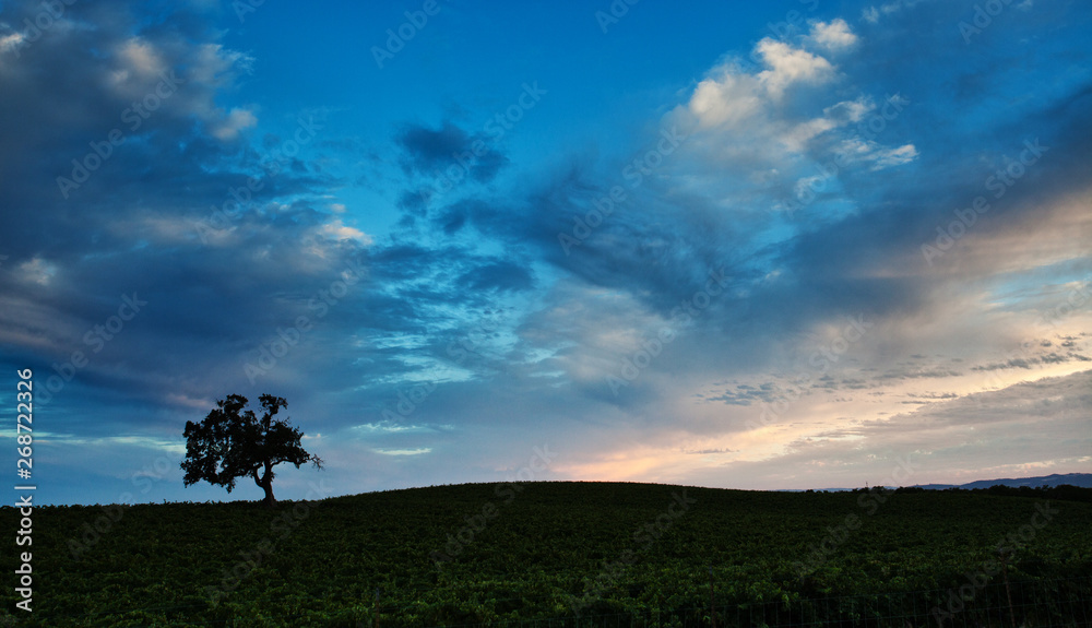 silhouette of tree on field with blue sky in california silhouette of tree on field with blue sky in california