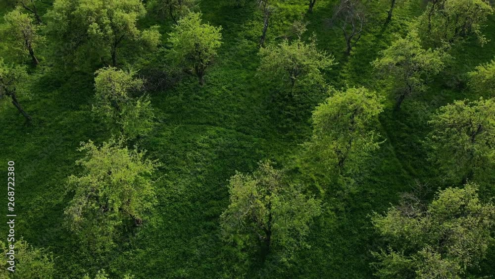 Beautiful top view of green forest and grass with path Beautiful top view of green forest and grass with path