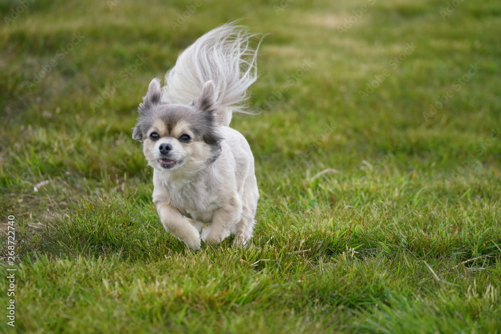 Chihuahua Dog running in a field Chihuahua Dog running in a field