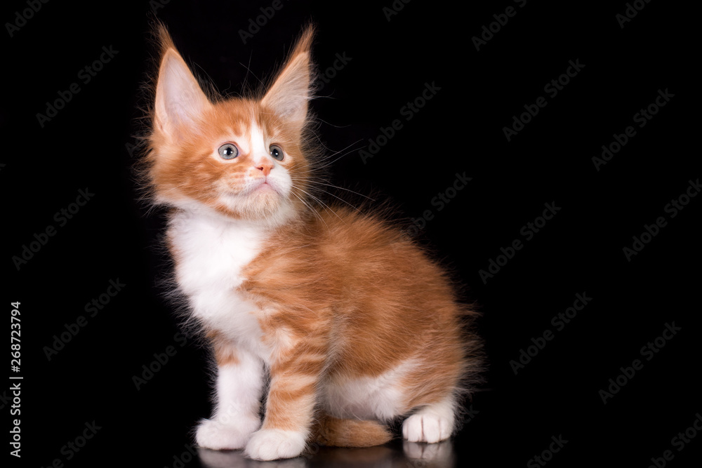 Obraz premium Adorable cute maine coon kitten on black background in studio, isolated.