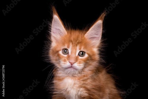Adorable cute maine coon kitten on black background in studio, isolated. © Marina