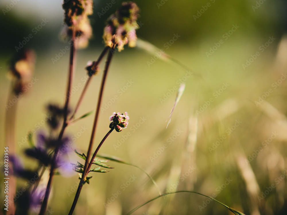 grass and flower grass and flower