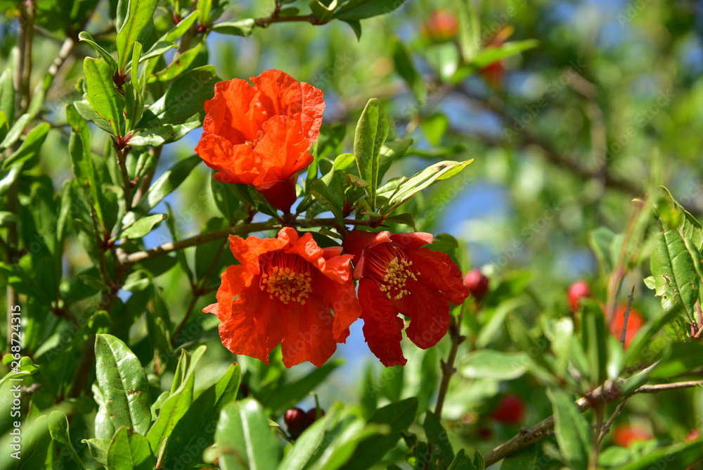 Pomegranate tree flowers pomegranate flowers blooming natural Pomegranate tree flowers pomegranate flowers blooming natural