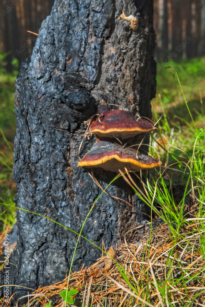 Fototapeta premium Tree mushrooms on a pine trunk burnt after a forest fire.