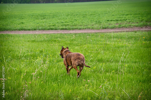 Beautiful dog American Pitbull Terrier running on green spring field