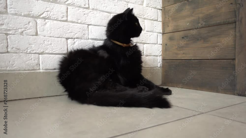 Black cat licking itself, slider move