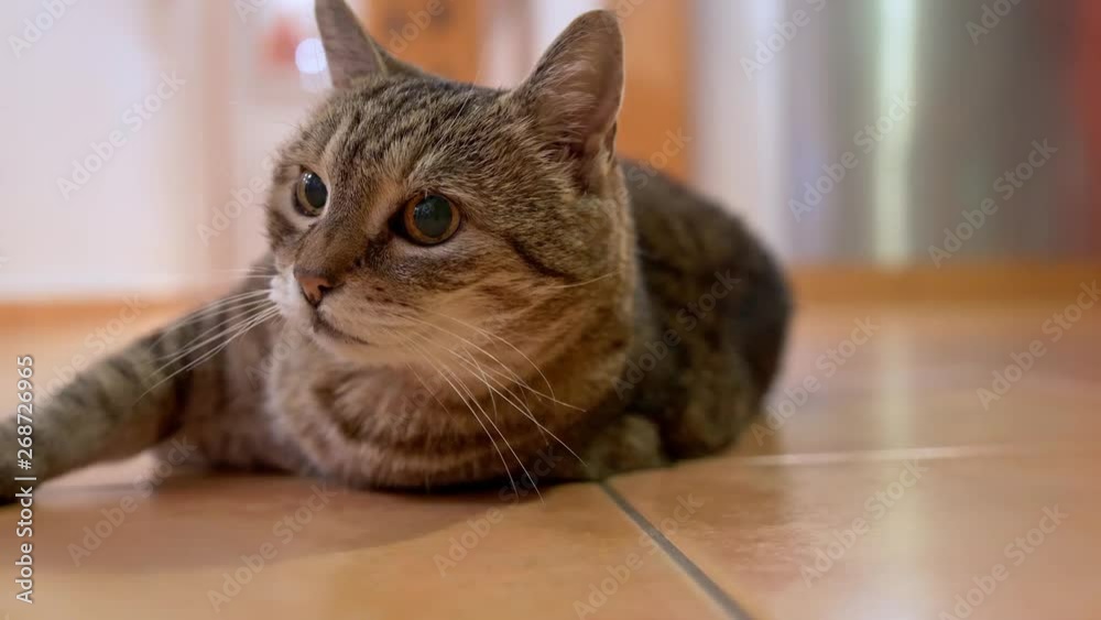 Sick tabby cat lying on the floor