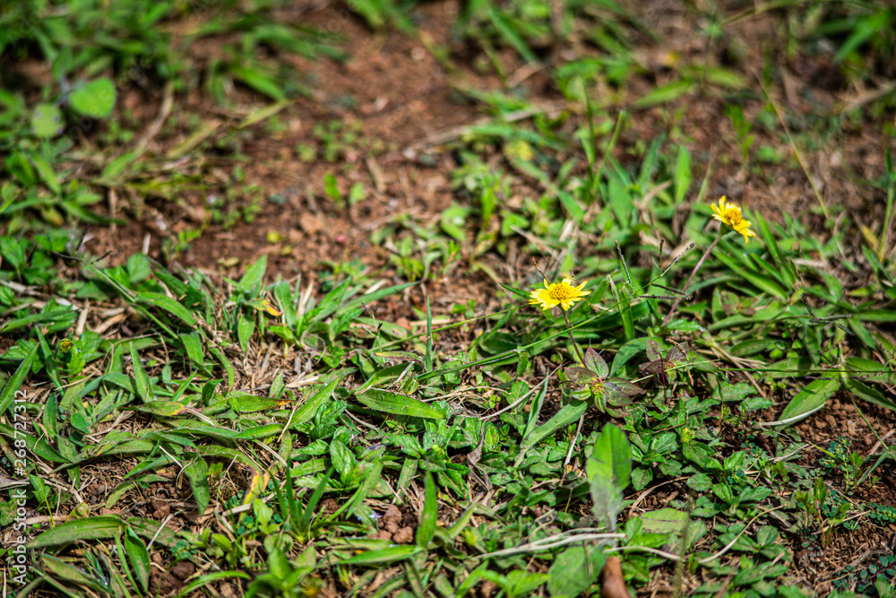 details of a garden details of a garden