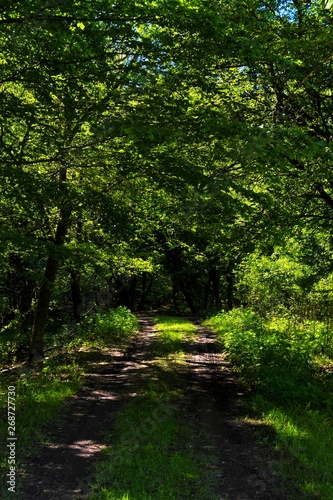 a dirt road through green forest