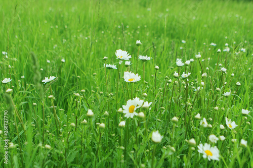 White daisies are blooming on a beautiful green natural background of meadows, place for text.