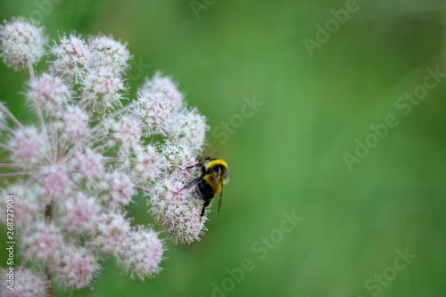 A furry striped bumblebee sits on a poisonous white flower of a water Hemlock on a green background. Close up, side view. Poisonous plant.